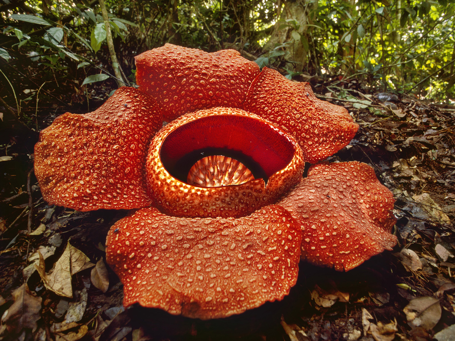 Rafflesia Kerrii Fiore Khao Sok